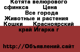 Котята велюрового сфинкса. .. › Цена ­ 15 000 - Все города Животные и растения » Кошки   . Красноярский край,Игарка г.